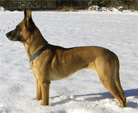 a well breed Belgian Malinois dog